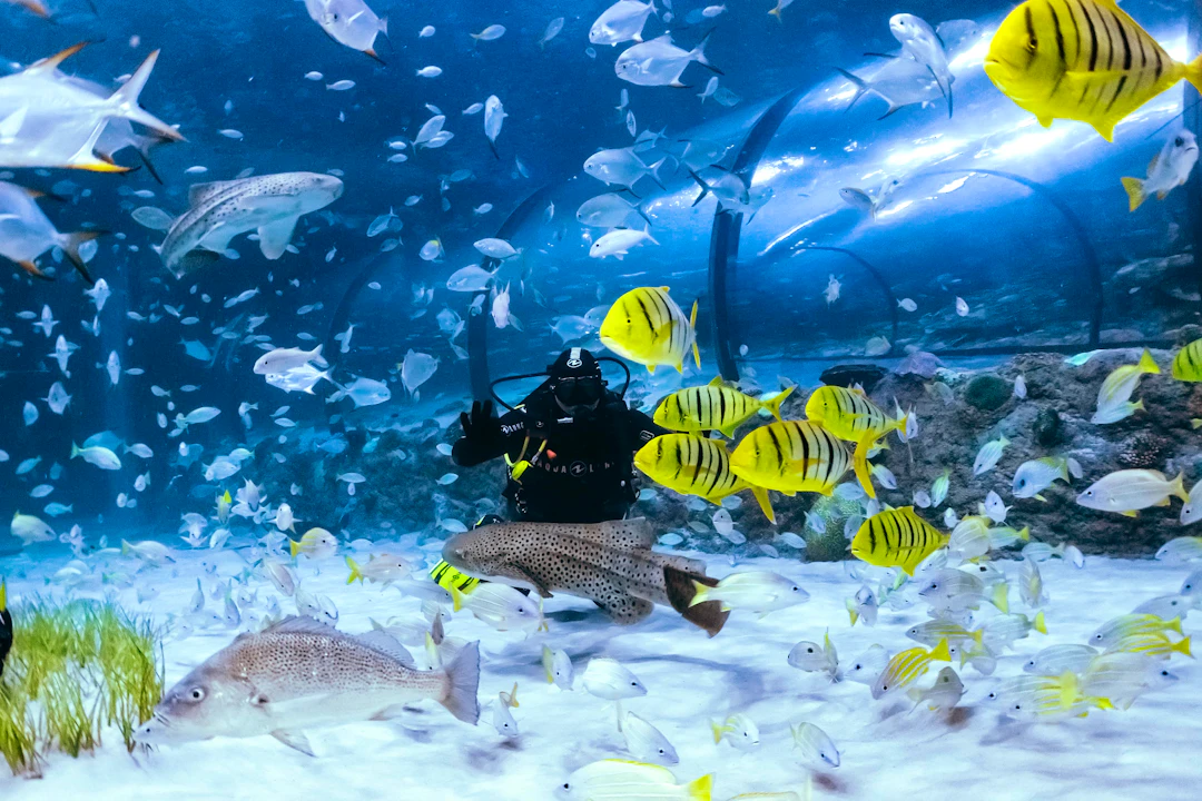 Scuba Diving in Abu Dhabi - National Aquarium Ticket